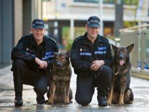 12 Stunning Dogs That Look Like German Shepherds