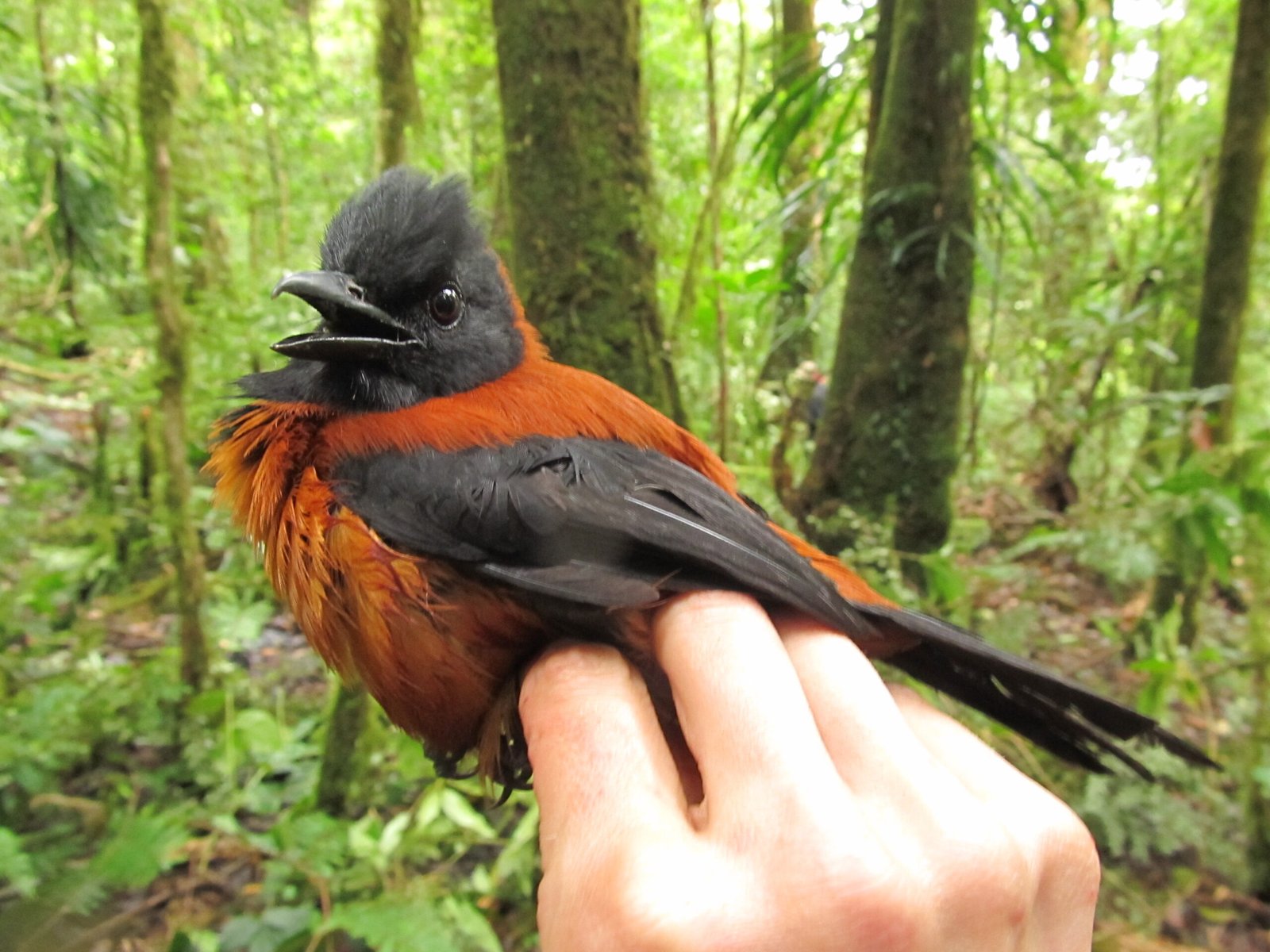 The Hooded Pitohui: A Toxic Mystery (image credits: wikimedia)