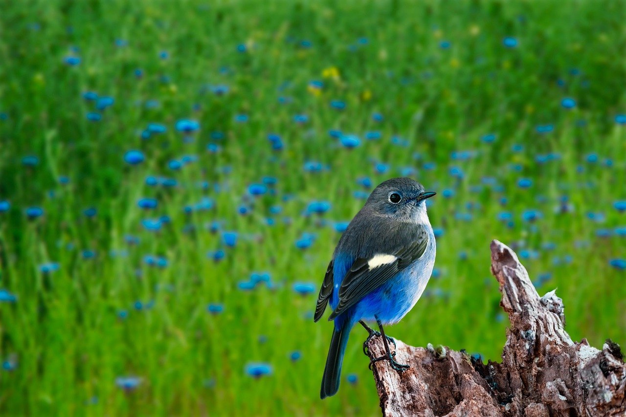 The Blue-capped Ifrita: Beauty with a Bite (image credits: pixabay)