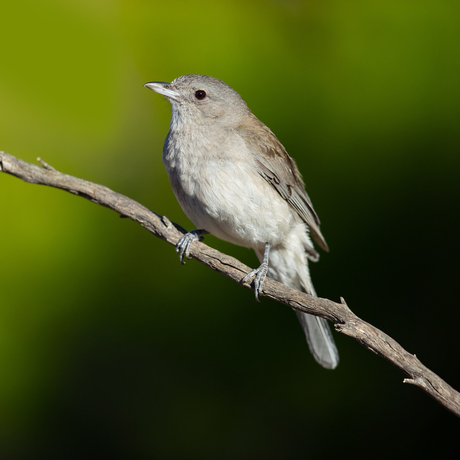 The Little Shrikethrush: A Hidden Threat (image credits: wikimedia)