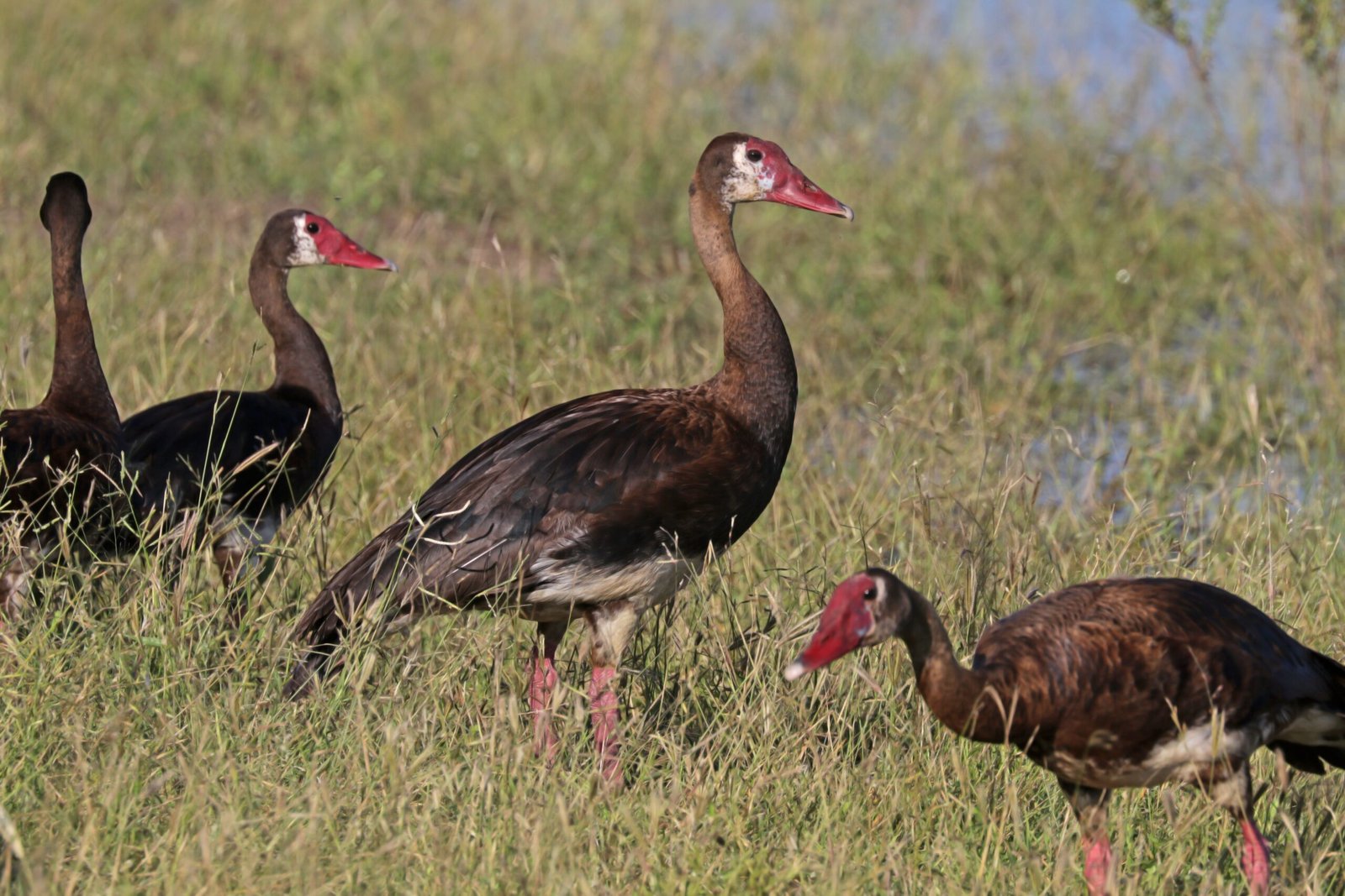 The Spur-winged Goose: A Toxic Traveler (image credits: wikimedia)