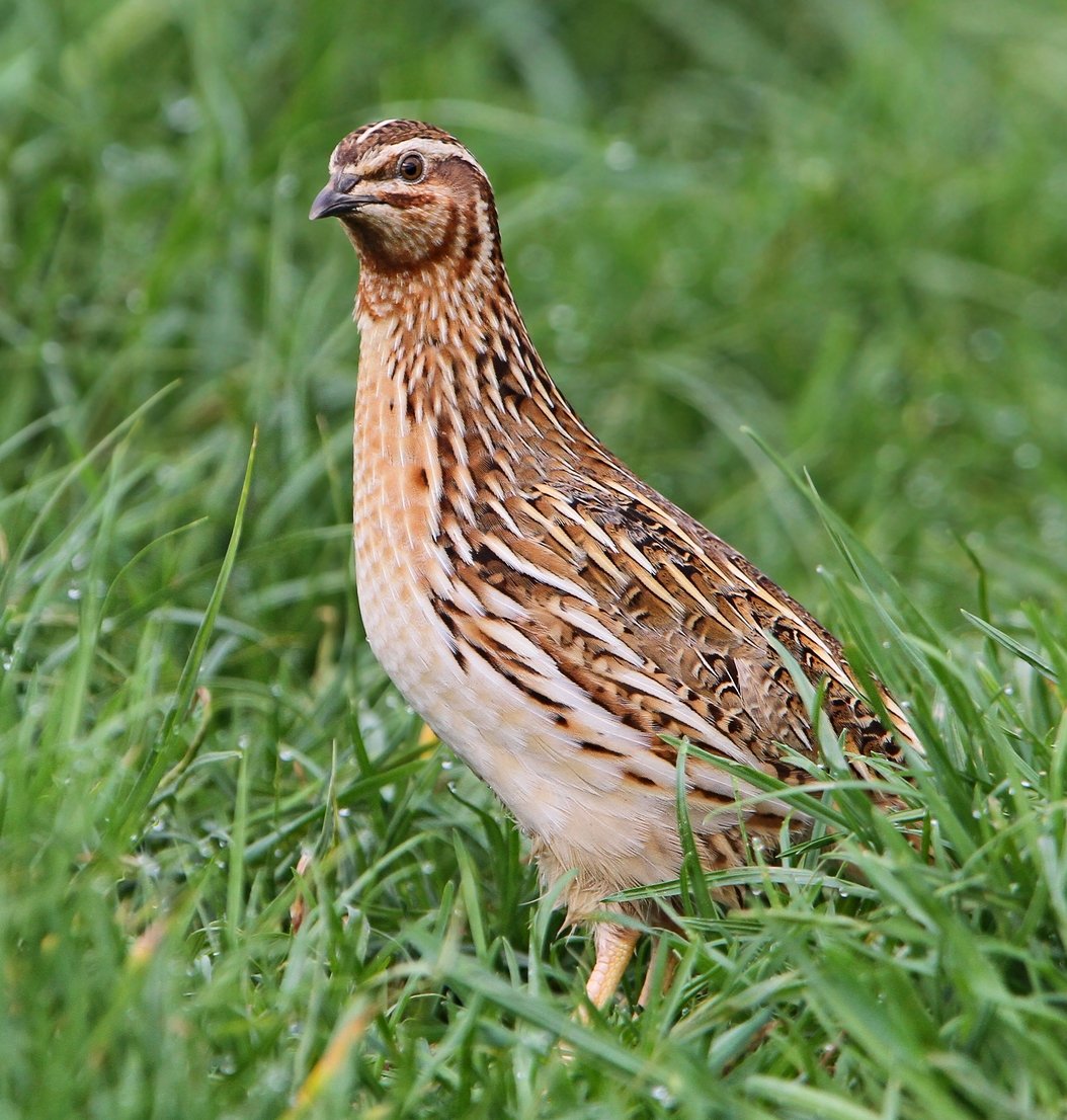 The Common Quail: A Familiar Foe (image credits: wikimedia)
