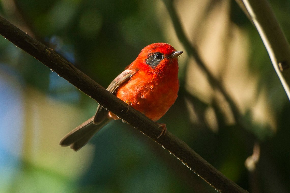 The Red Warbler: A Scarlet Enigma (image credits: wikimedia)