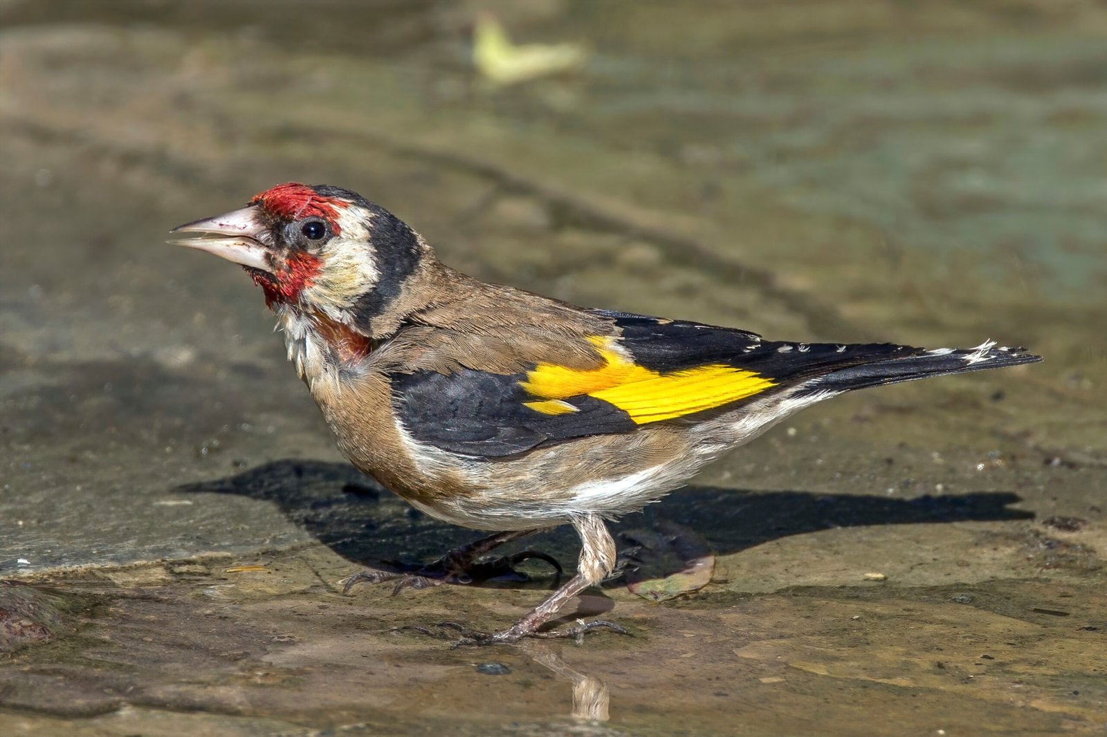 The European Goldfinch: A Golden Hazard (image credits: wikimedia)