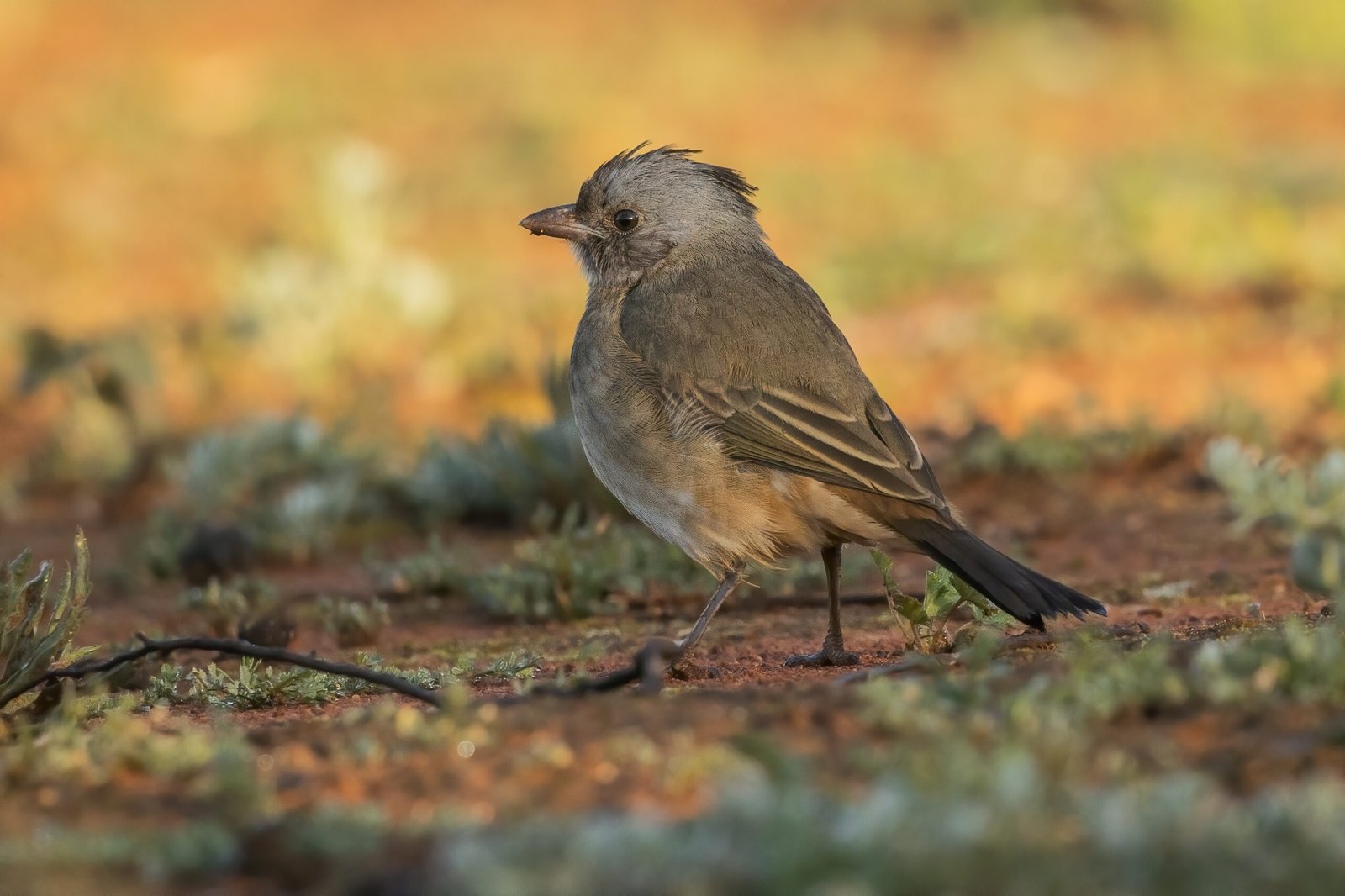 The Crested Bellbird: A Song of Caution (image credits: wikimedia)