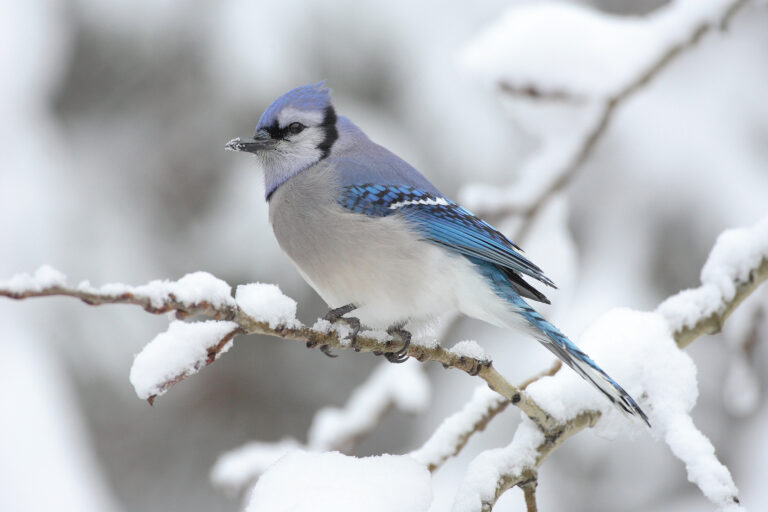The Blue Jay: A Familiar Face with Hidden Dangers
