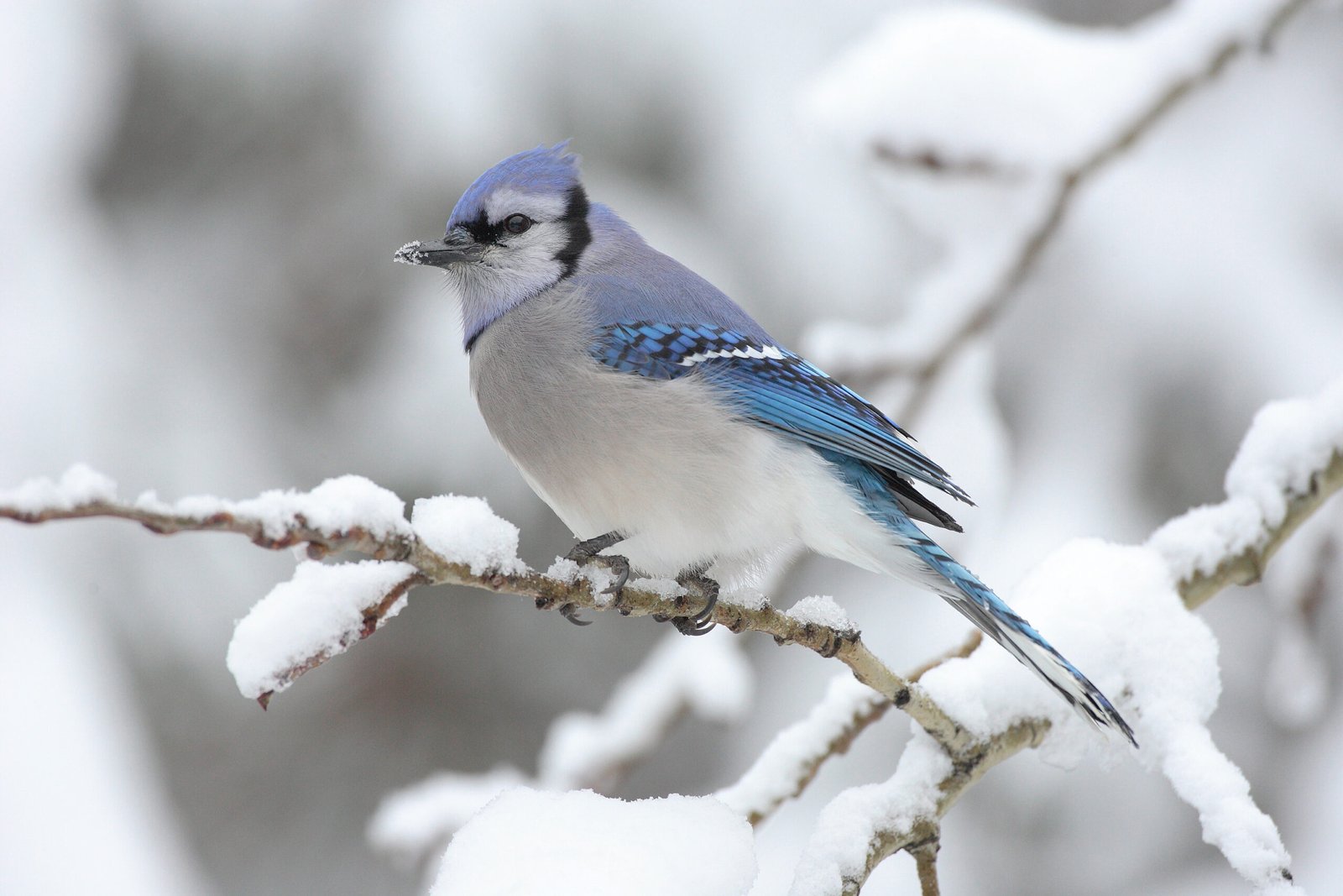 10 Surprisingly Poisonous Birds Not Meant To Be Pets