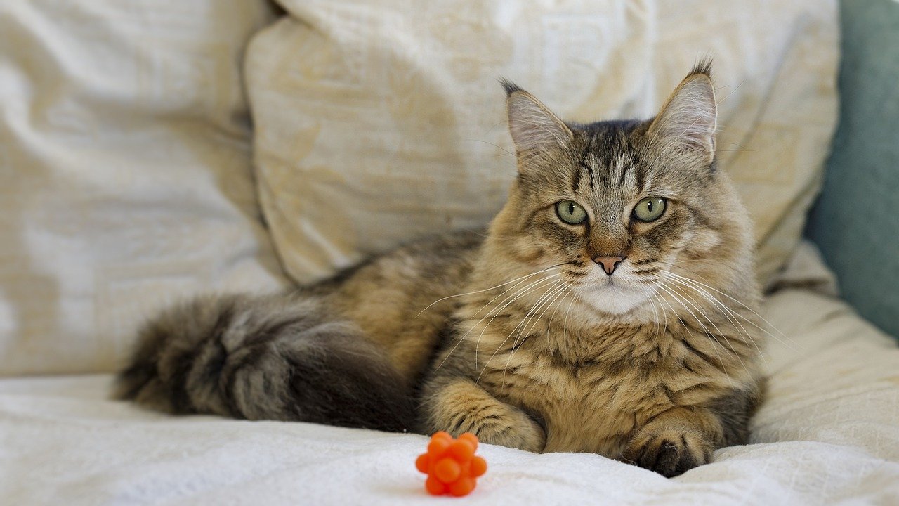 Pixie-bob: The Domestic Lynx (image credits: pixabay)