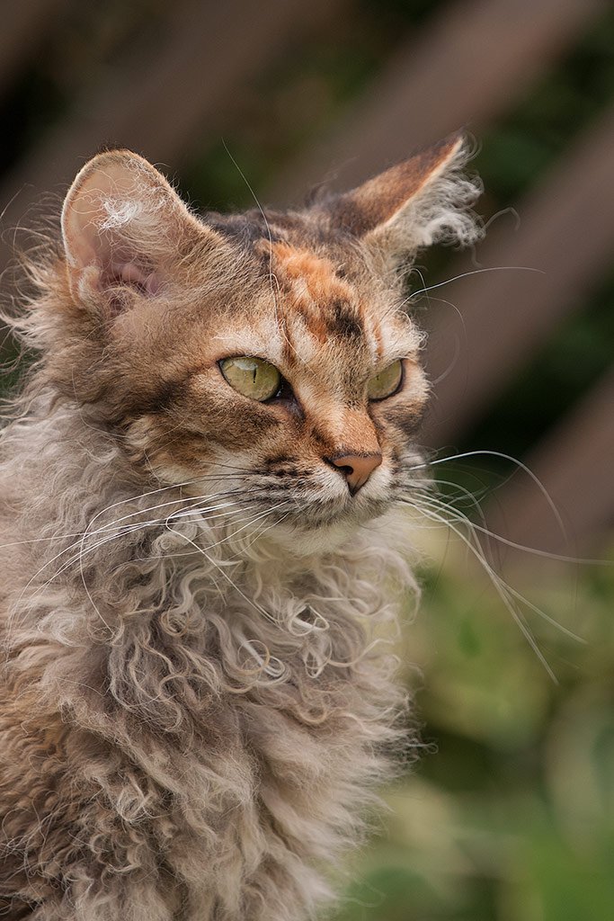 LaPerm: The Curly-Coated Charmer (image credits: wikimedia)