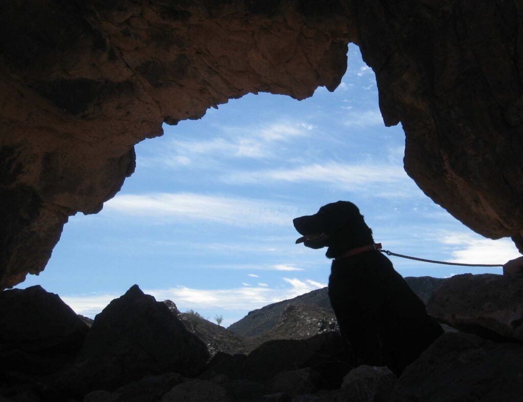 Strengthening the Bond Between You and Your Dog