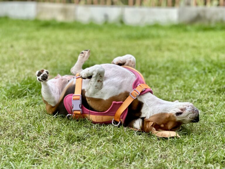 13 Odd Things Your Dog Does That Are Actually Signs of Love