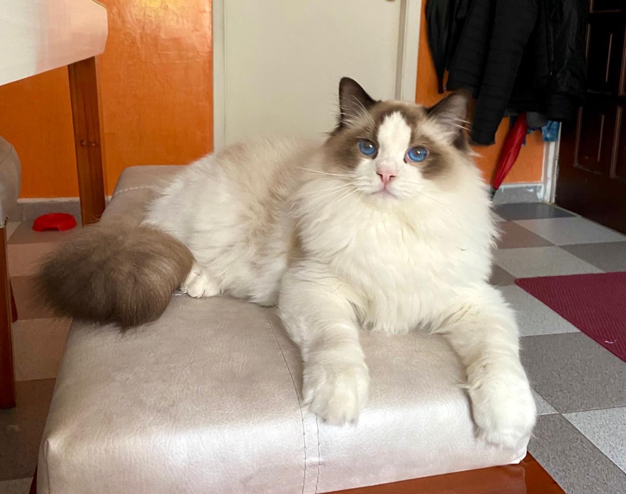 Ragdoll: The Gentle Giants (image credits: wikimedia)