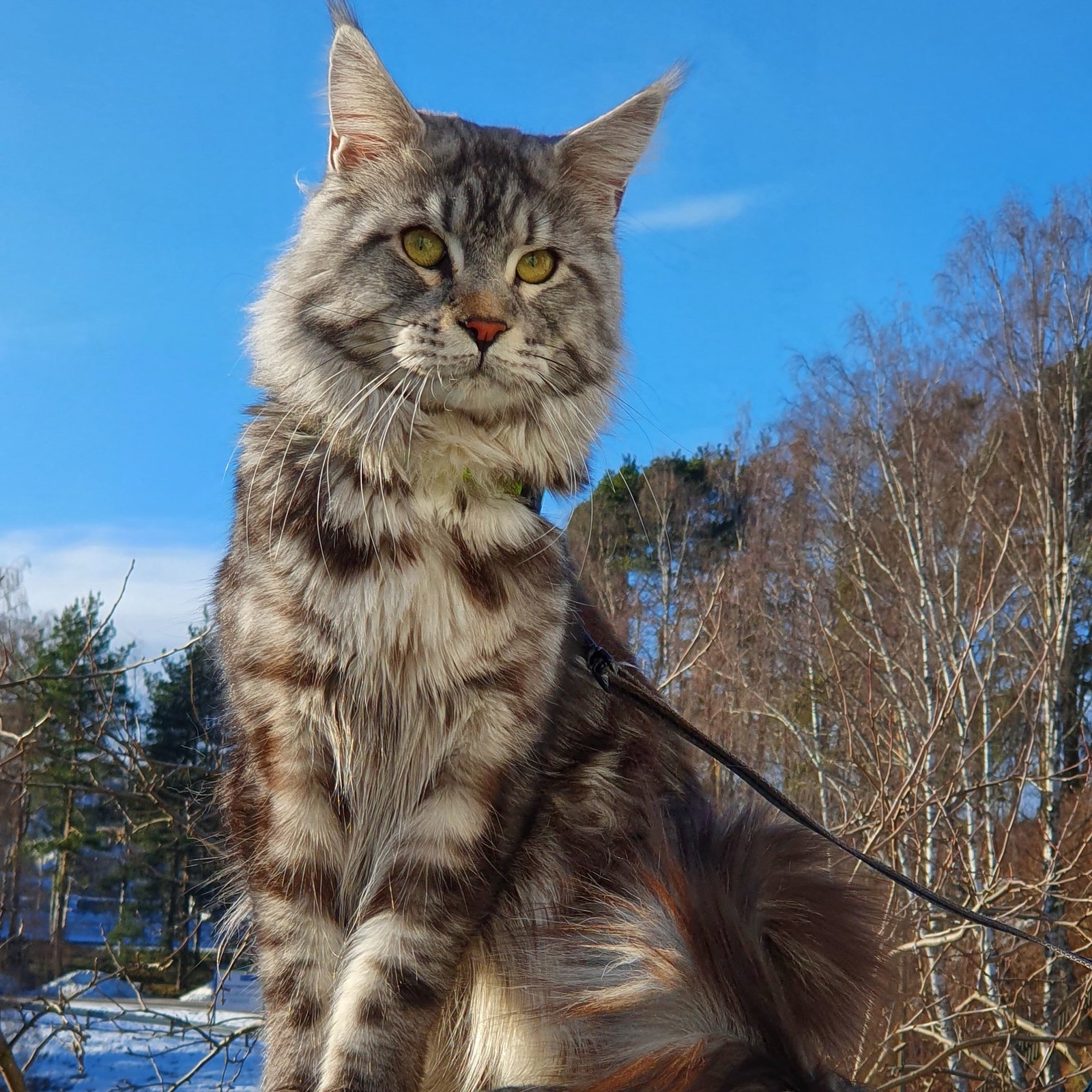 Maine Coon: The Gentle Giants (image credits: wikimedia)