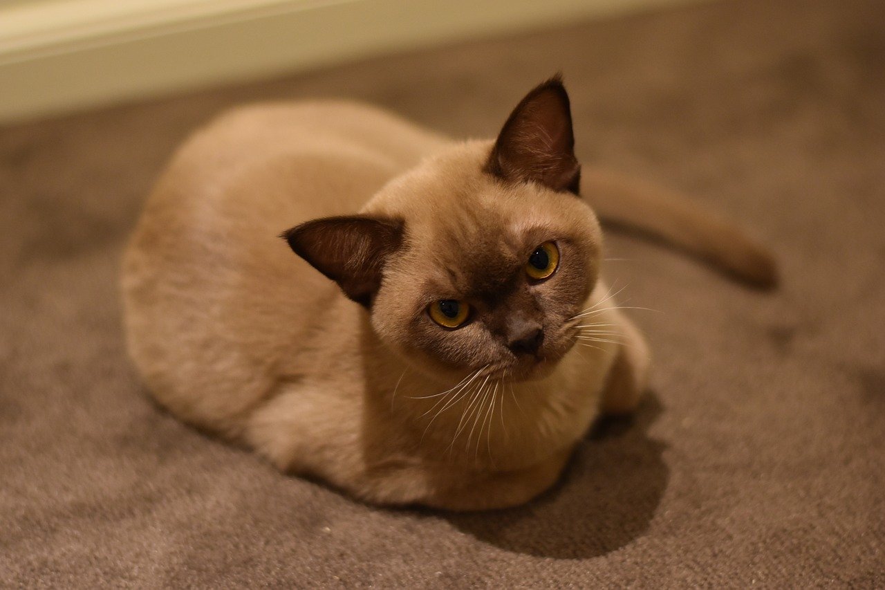 Burmese: The Loyal Friends (image credits: pixabay)
