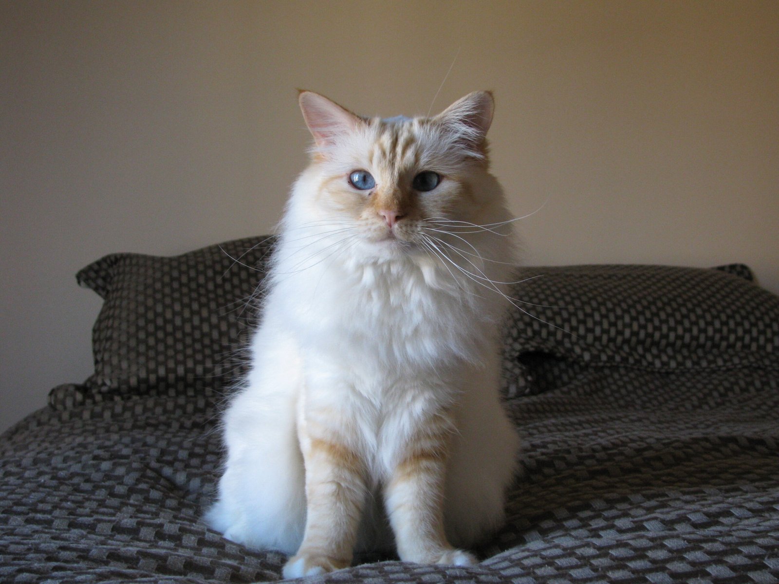 Birman: The Gentle Souls (image credits: wikimedia)