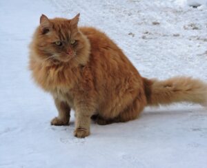 Siberian