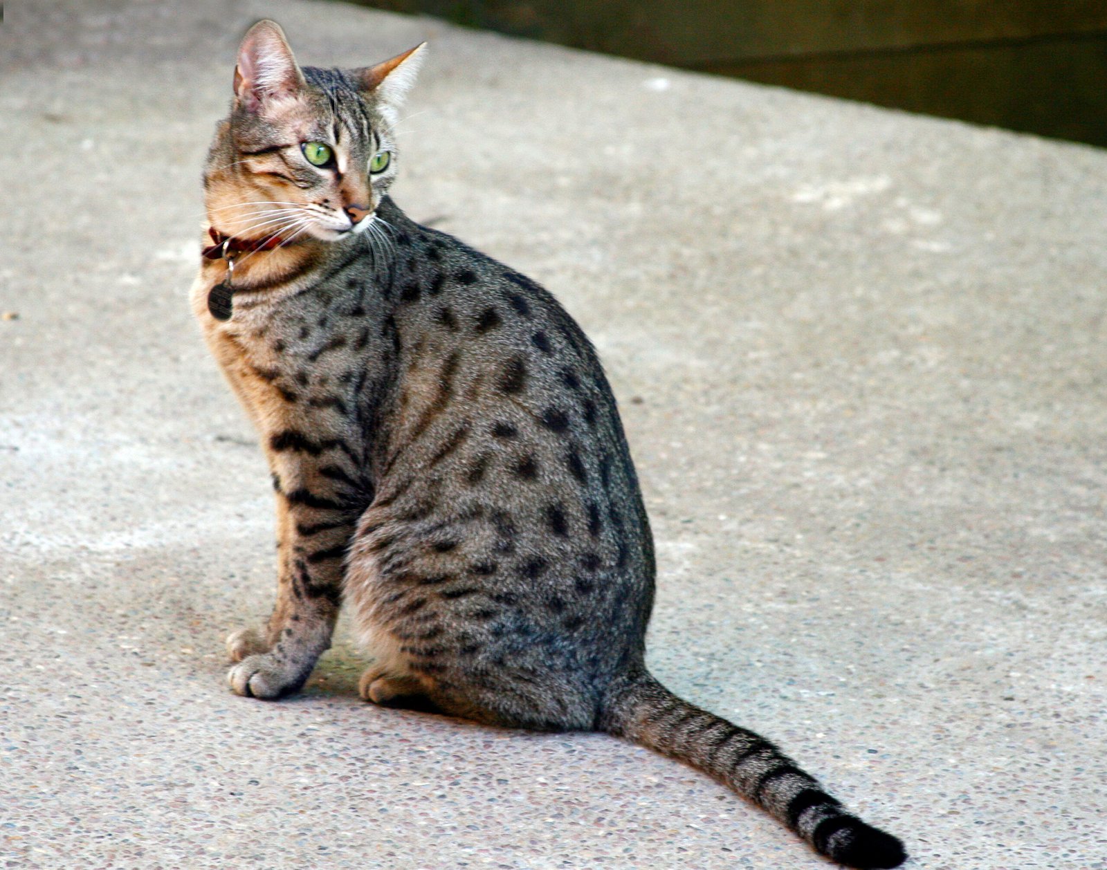 Egyptian Mau (image credits: wikimedia)