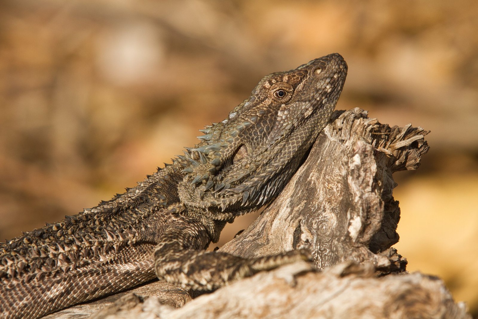 Bearded Dragon (image credits: wikimedia)