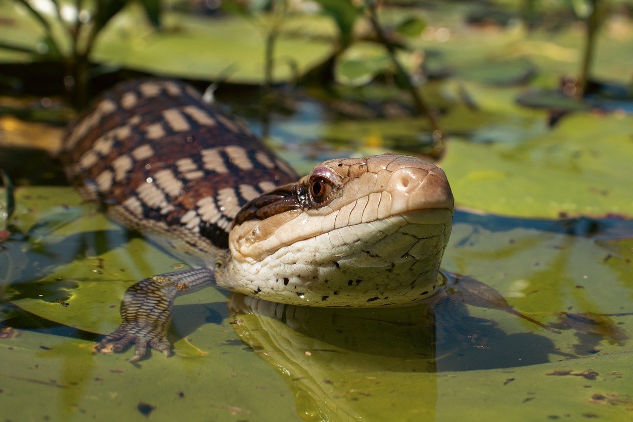 Blue-Tongued Skink (image credits: pixabay)