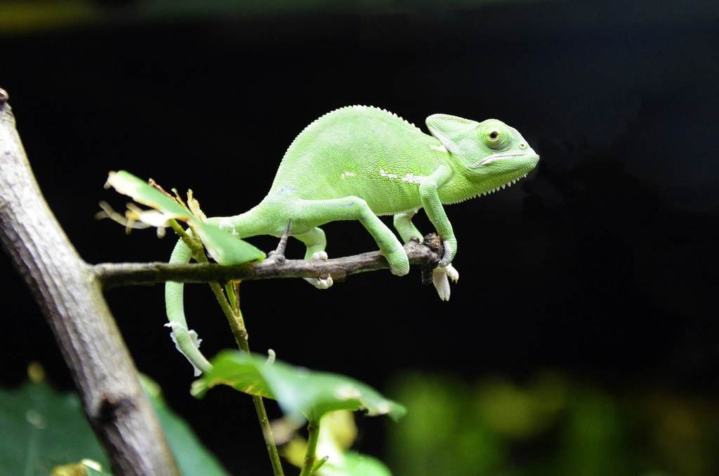Chameleon (image credits: rawpixel)