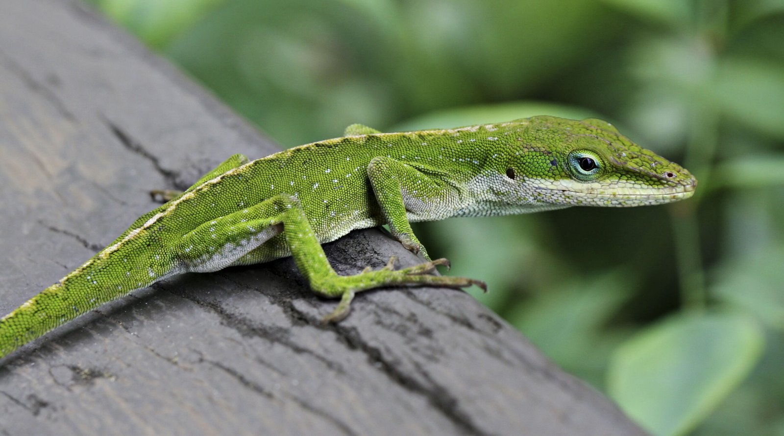 Green Anole (image credits: wikimedia)