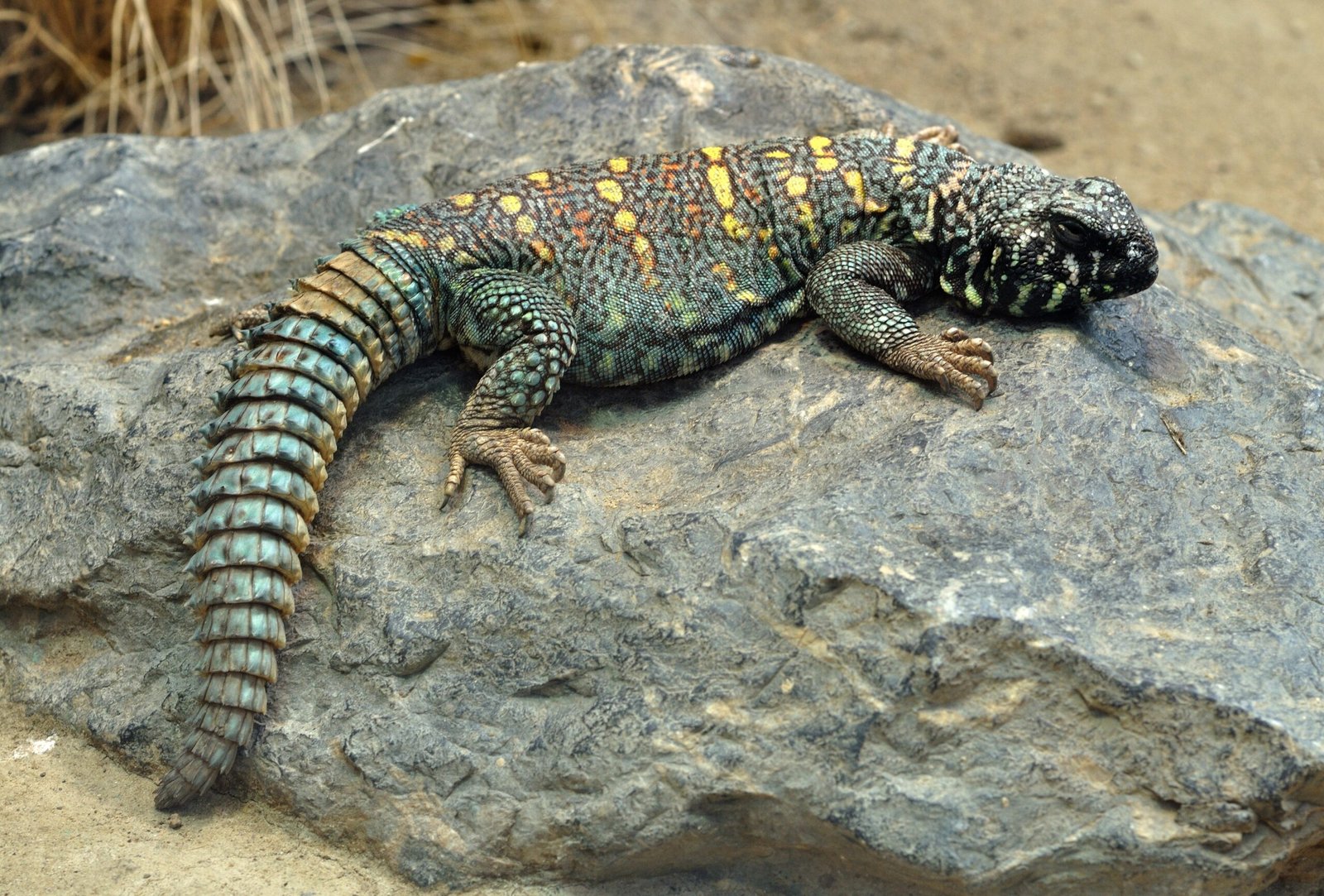 Uromastyx (image credits: wikimedia)