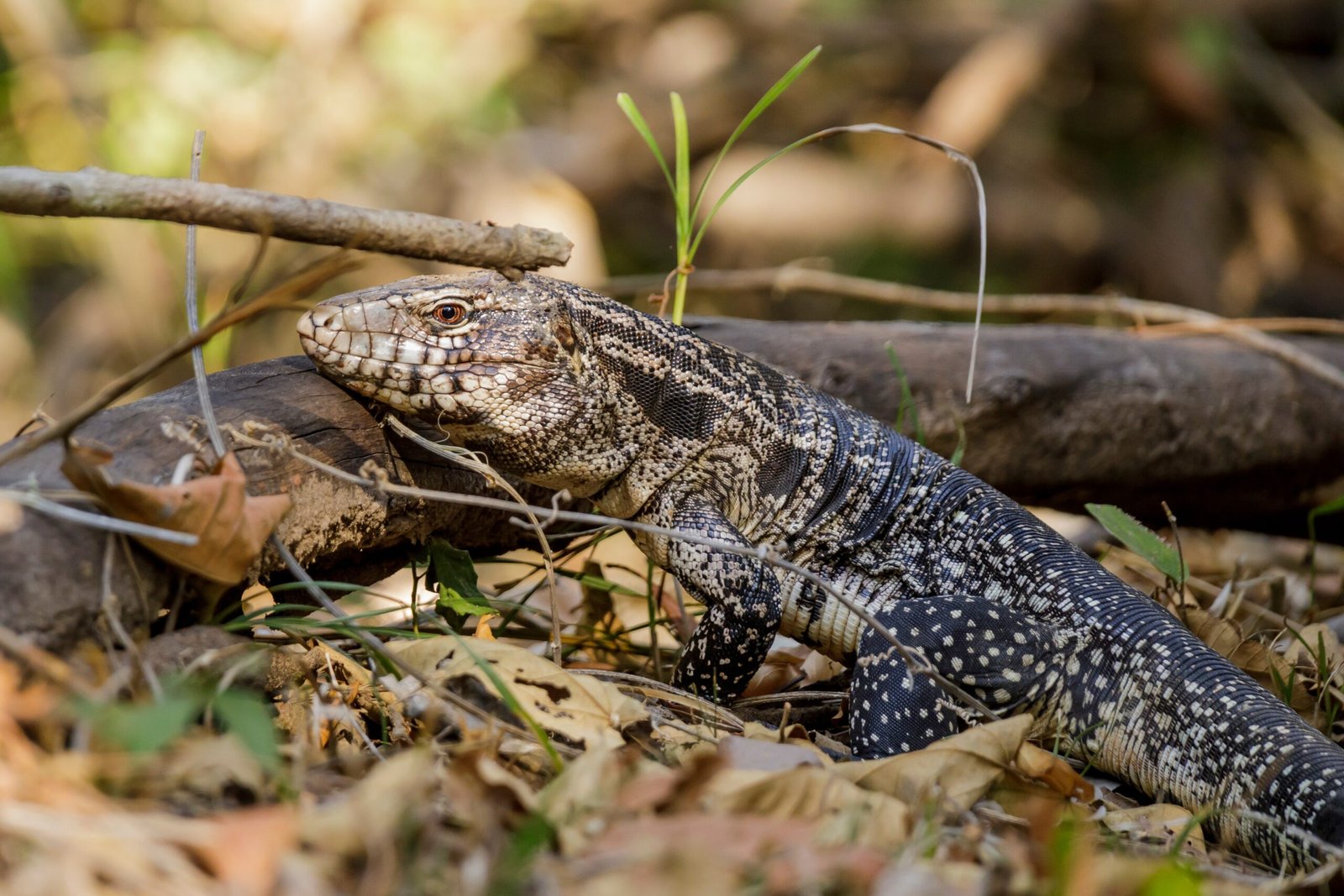 Argentine Black and White Tegu (image credits: wikimedia)