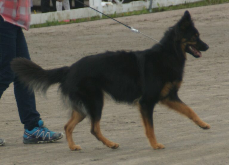 12 Stunning Dogs That Look Like German Shepherds
