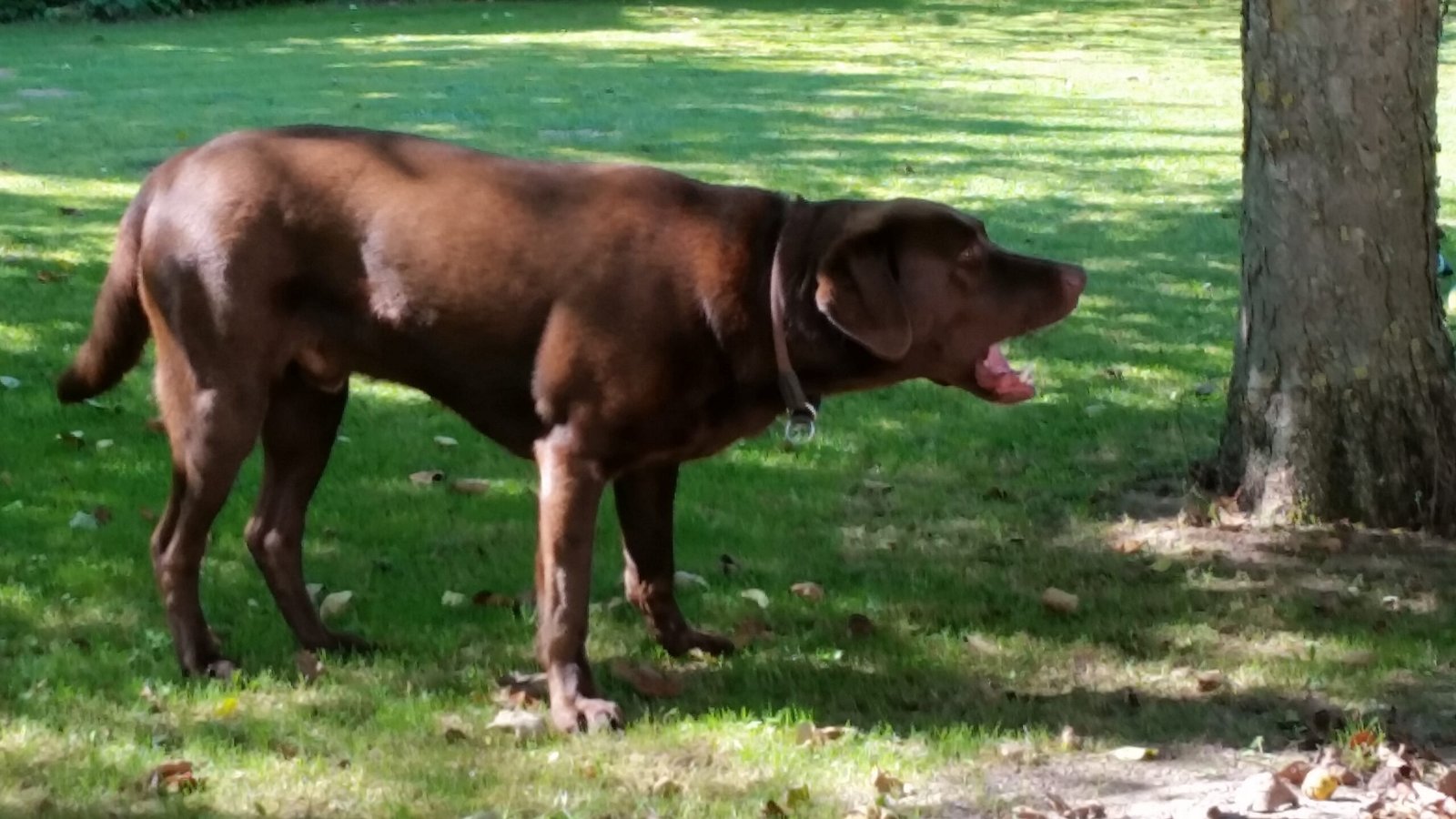 Excessive Barking (image credits: wikimedia)
