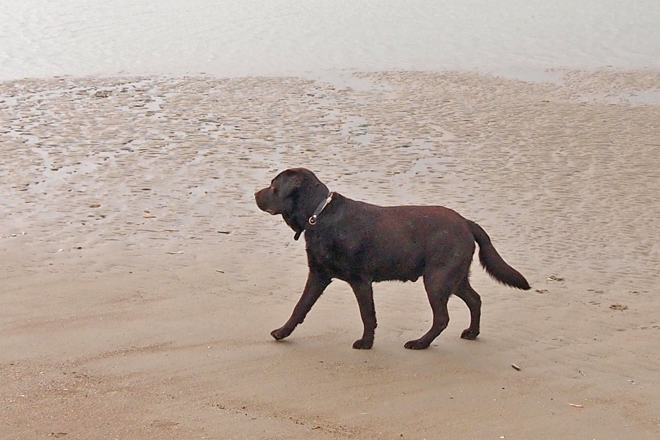 Loss of Interest in Play (image credits: wikimedia)