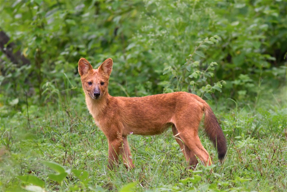 Dhole: India's Elusive Hunter (image credits: wikimedia)