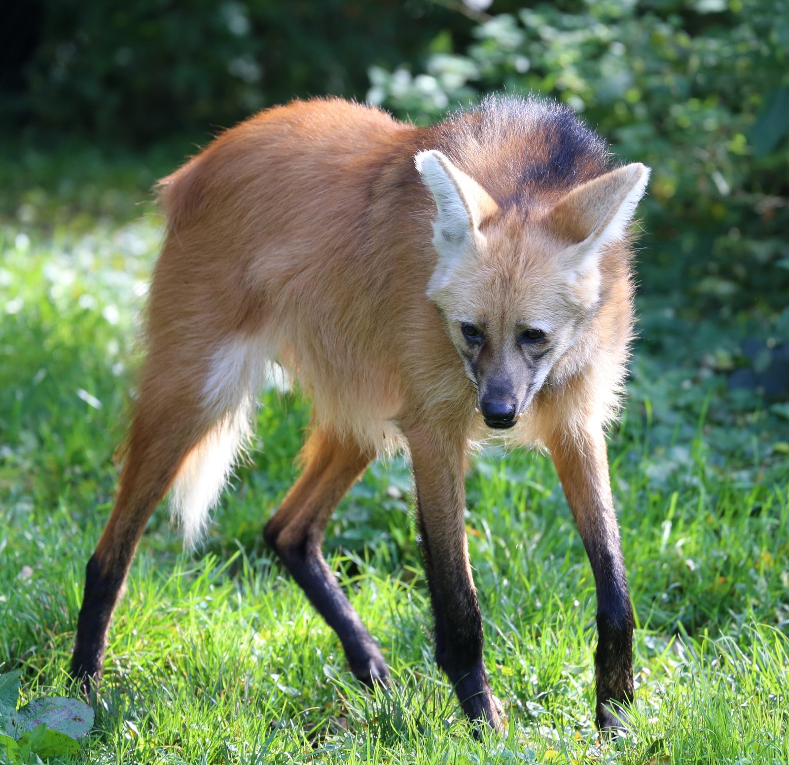 Maned Wolf: The Tall Fox (image credits: wikimedia)