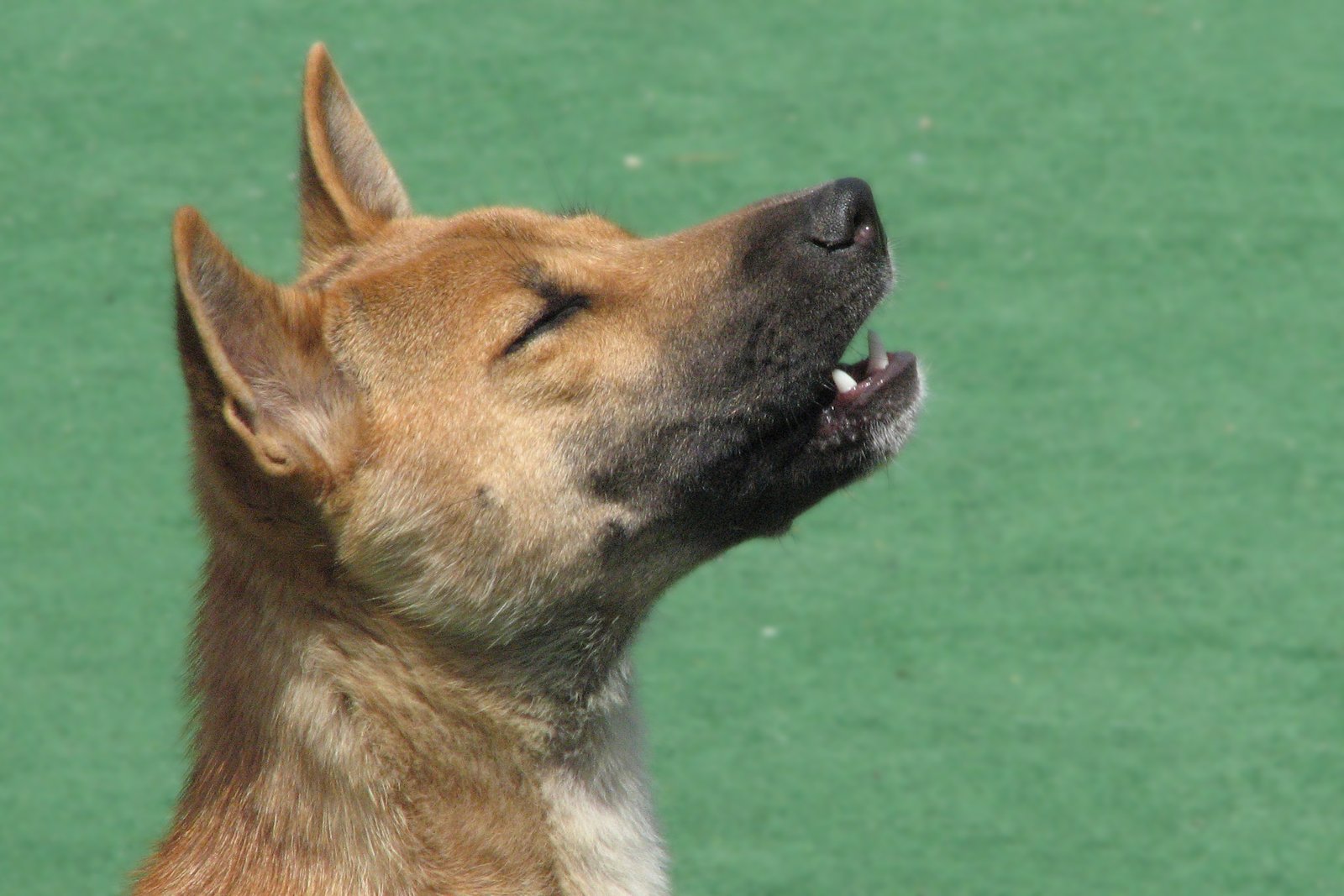 New Guinea Singing Dog: The Vocal Virtuoso (image credits: wikimedia)