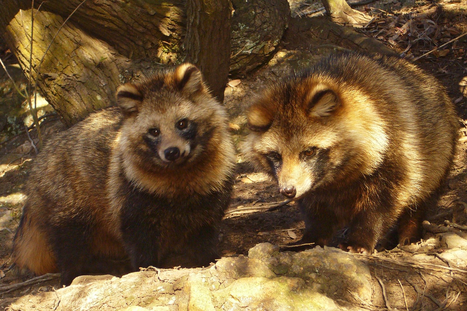 Raccoon Dog: The Masked Wanderer (image credits: wikimedia)
