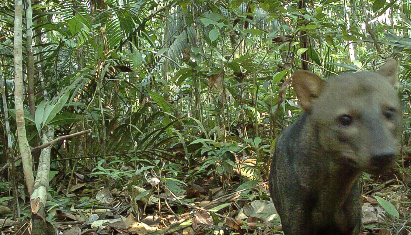 Short-Eared Dog: The Jungle Phantom (image credits: wikimedia)