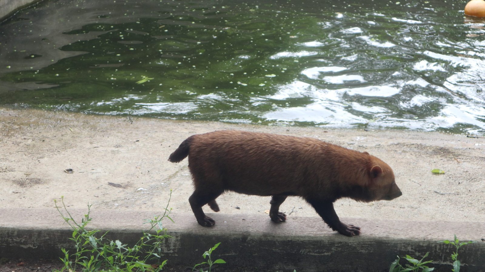 Bush Dog: The Water-Loving Hunter (image credits: wikimedia)