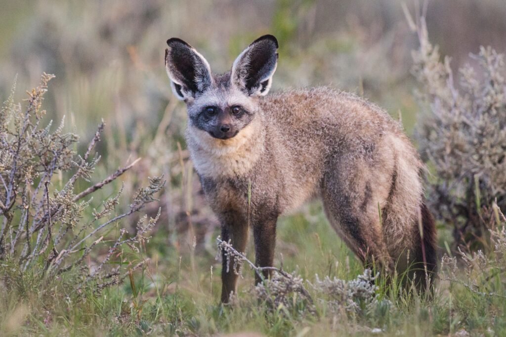 Bat-Eared Fox: The Insectivore Extraordinaire