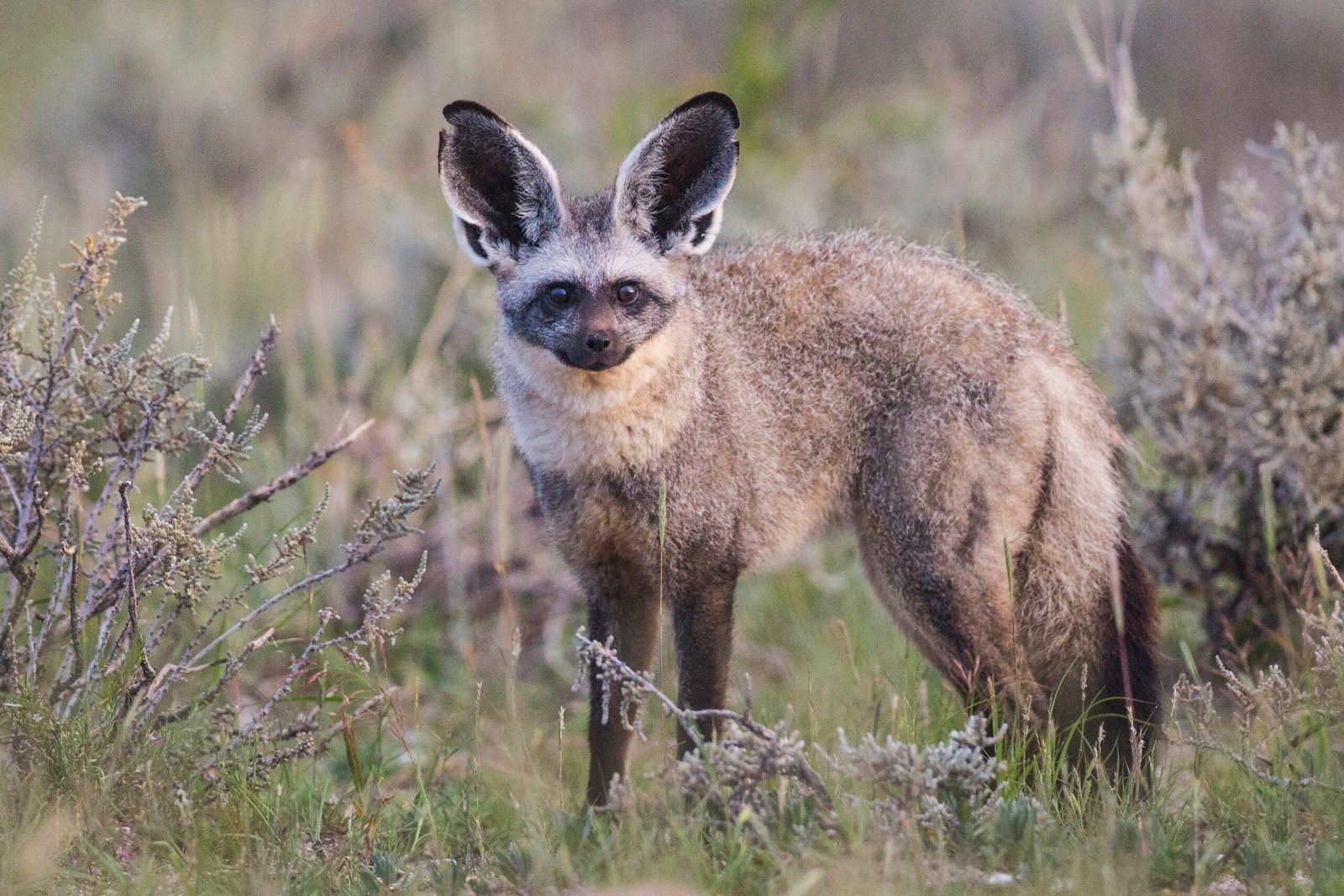 Bat-Eared Fox: The Insectivore Extraordinaire (image credits: wikimedia)