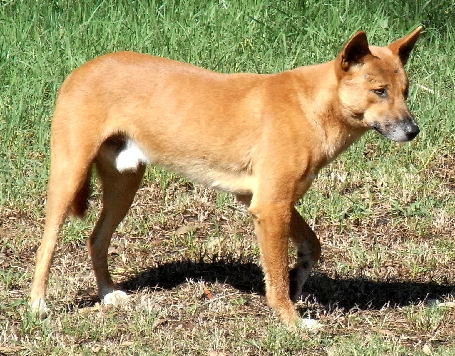 Cape Hunting Dog: The Spirited Survivor (image credits: wikimedia)
