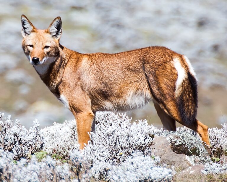 10 Wild Dogs Just as Unique as Wolves