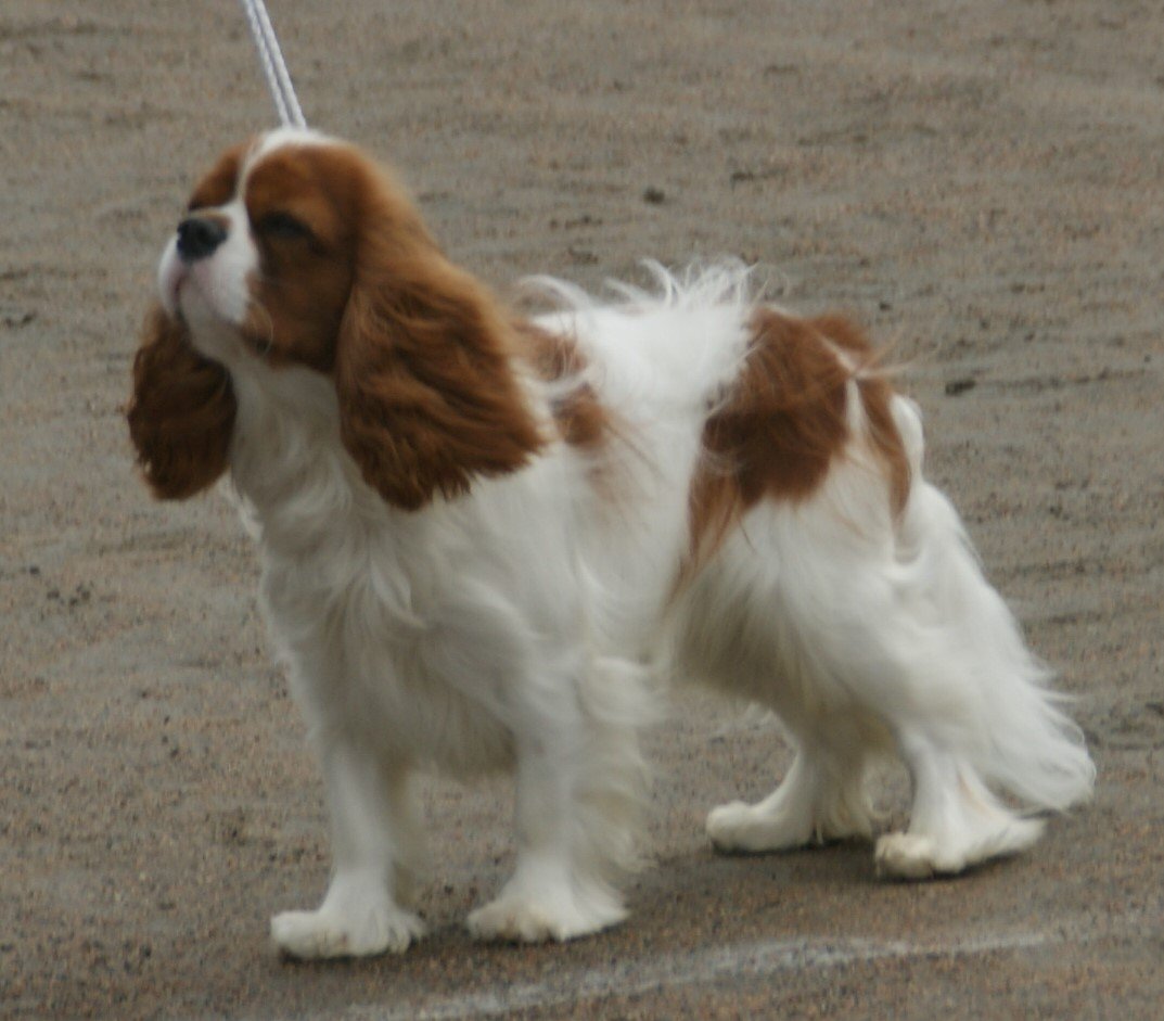 Cavalier King Charles Spaniel: Royal Affection (image credits: wikimedia)