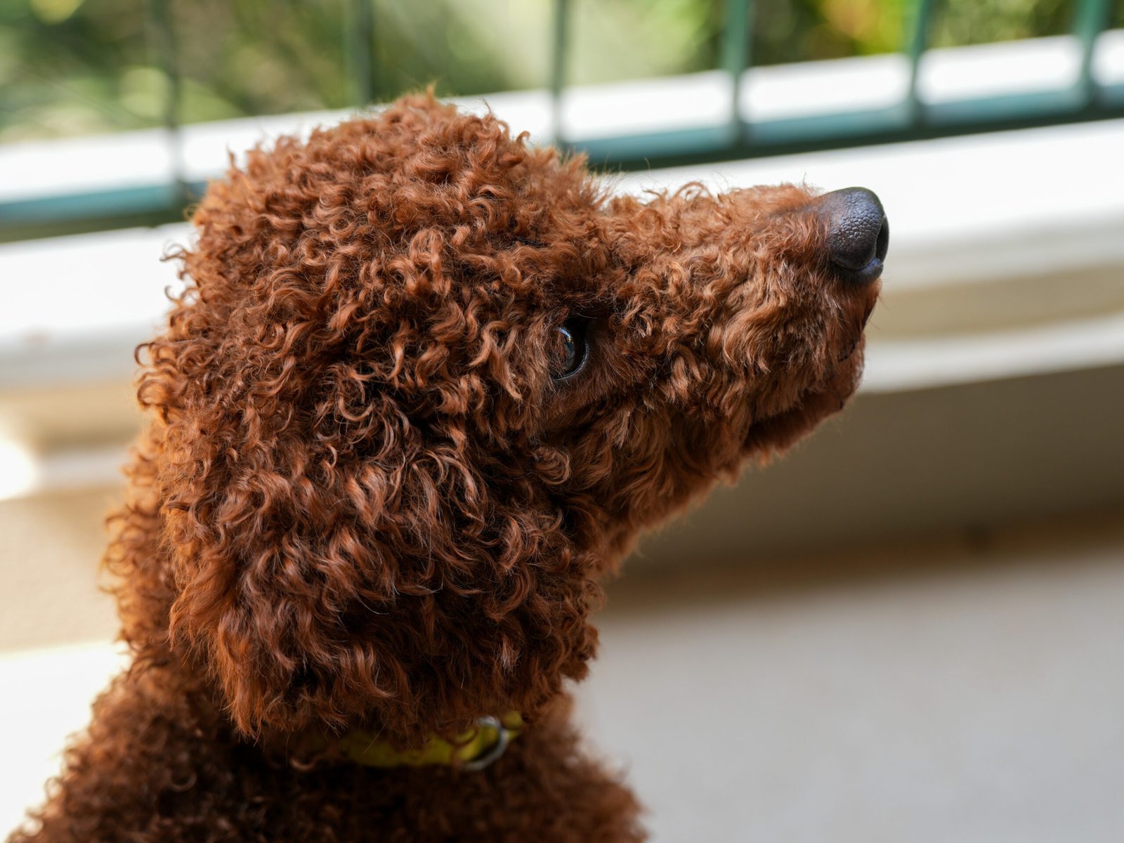 Poodle: The Intelligent Affectionate (image credits: wikimedia)