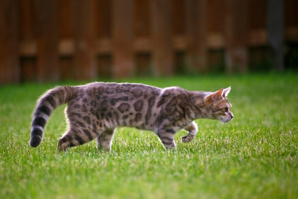 Bengal: The Independent Adventurer (image credits: rawpixel)