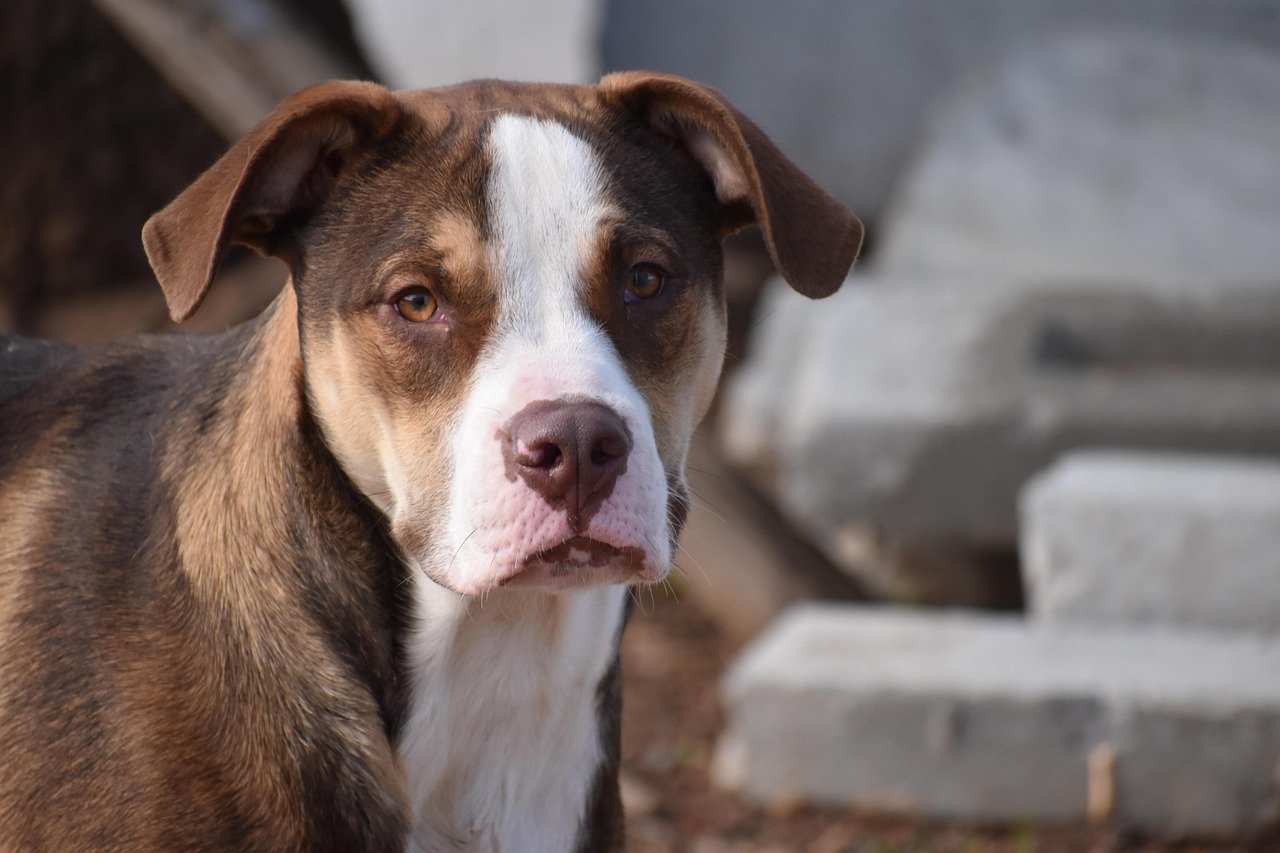 Understanding Your Pittie's Emotional Needs (image credits: pixabay)