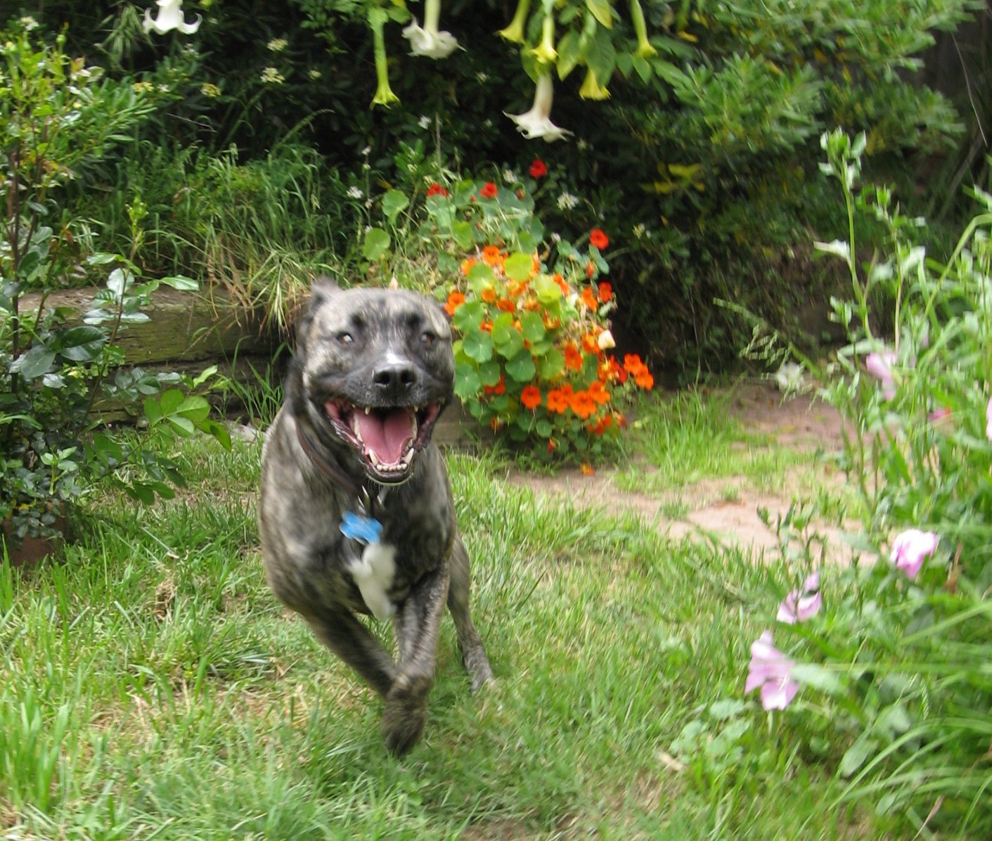 10 Best Pet Companions for Your Pittie (image credits: wikimedia)