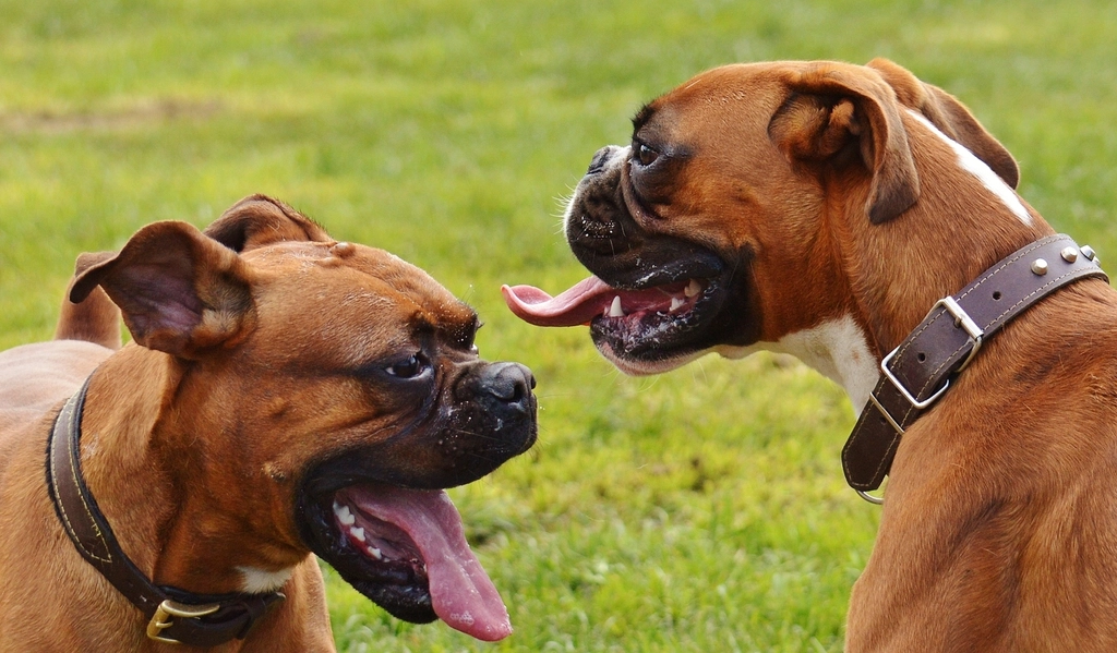 Boxers: The Energetic Buddy (image credits: rawpixel)