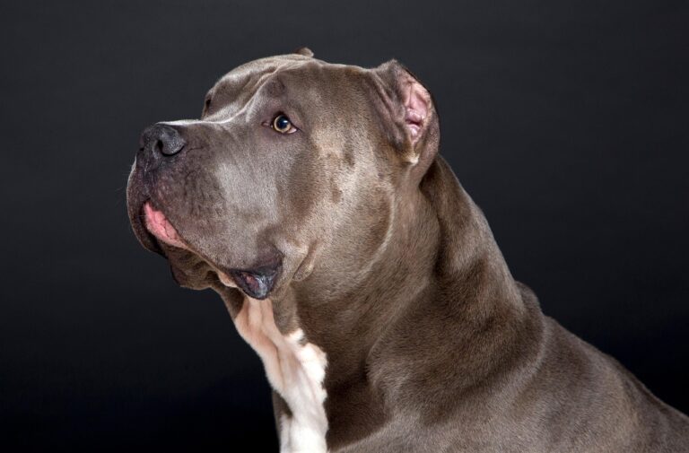 10 Signs Your Pit-Bull is Lonely (and 10 Best Pet Companions for Them)