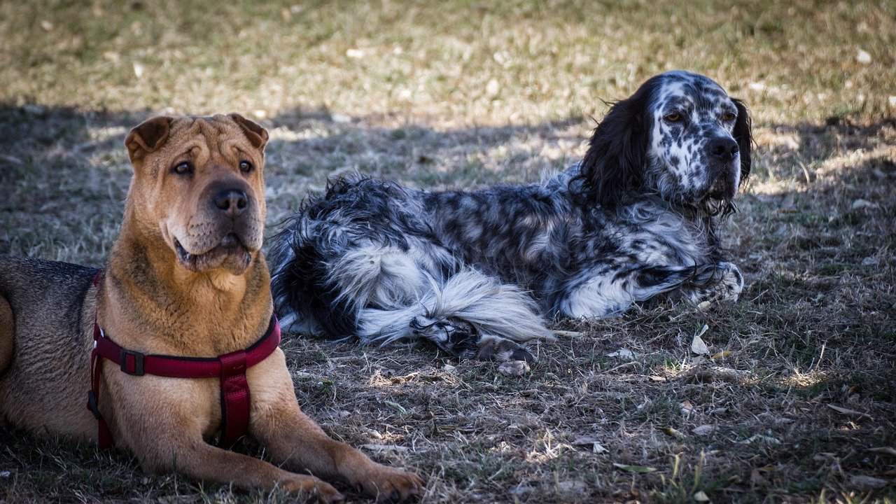 Socialization: A Crucial Aspect of Ownership (image credits: pixabay)