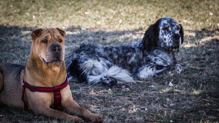 Why the Shar Pei is Not a Dog for First Time Owners