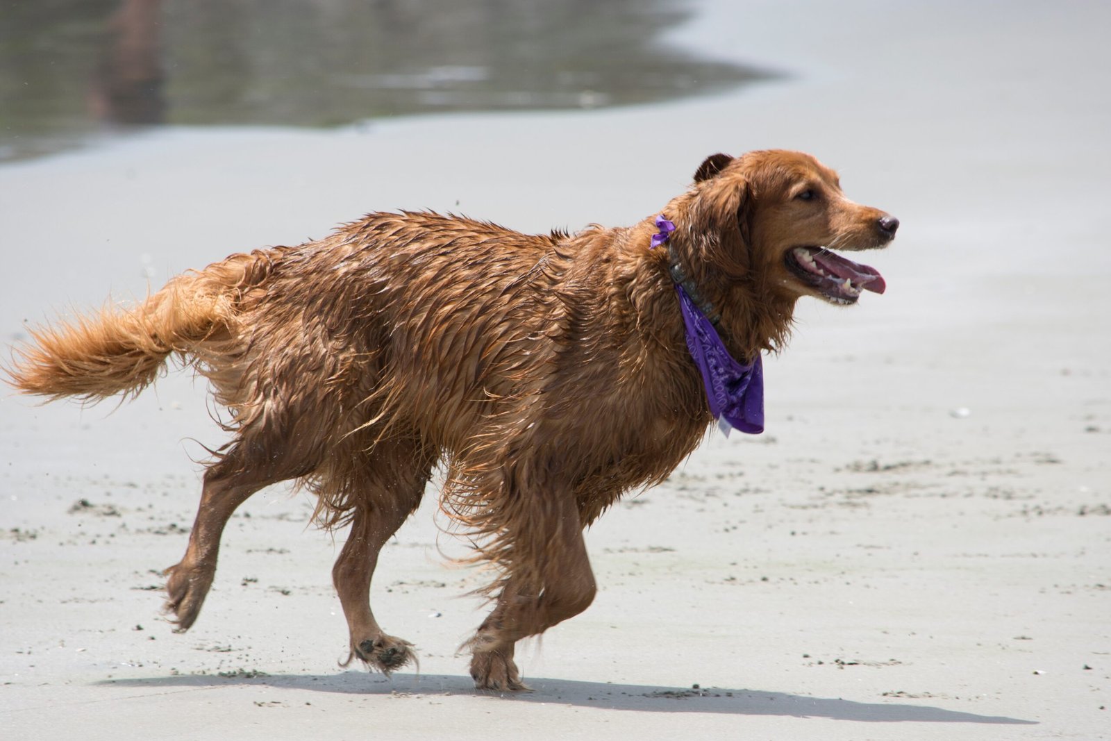 Golden Retriever: The Beach Enthusiast (image credits: wikimedia)